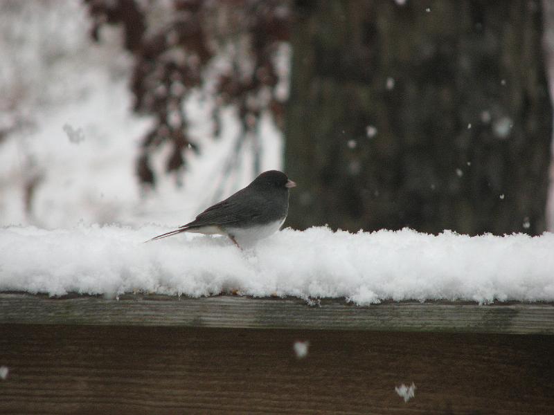 2008-12-07_First_Snow 055.jpg